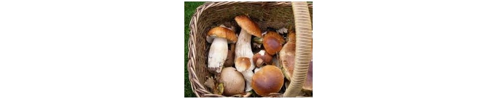 Les champignons